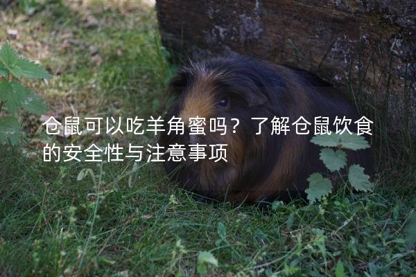 仓鼠可以吃羊角蜜吗？了解仓鼠饮食的安全性与注意事项
