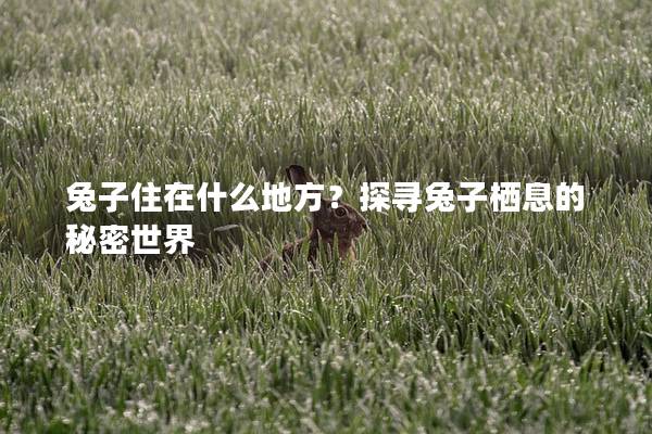 兔子住在什么地方？探寻兔子栖息的秘密世界