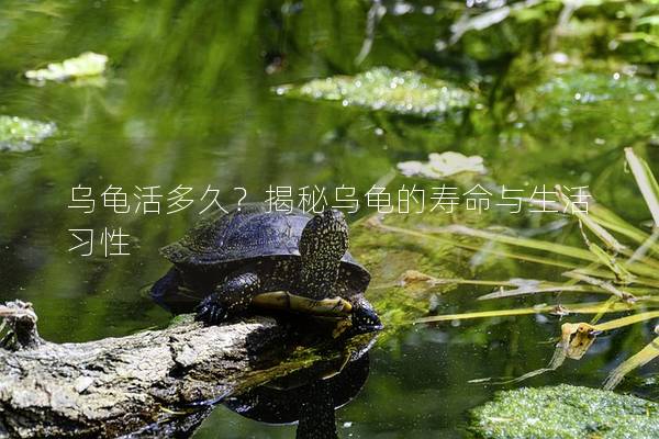 乌龟活多久？揭秘乌龟的寿命与生活习性