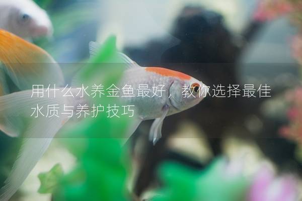 用什么水养金鱼最好，教你选择最佳水质与养护技巧