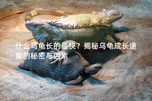 什么乌龟长的最快？揭秘乌龟成长速度的秘密与因素