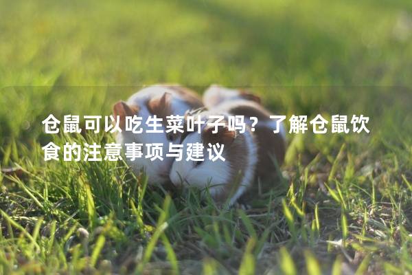 仓鼠可以吃生菜叶子吗？了解仓鼠饮食的注意事项与建议