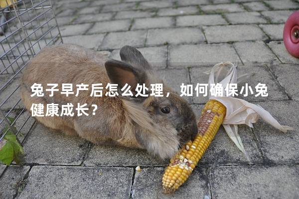 兔子早产后怎么处理，如何确保小兔健康成长？