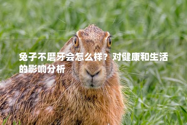 兔子不磨牙会怎么样？对健康和生活的影响分析