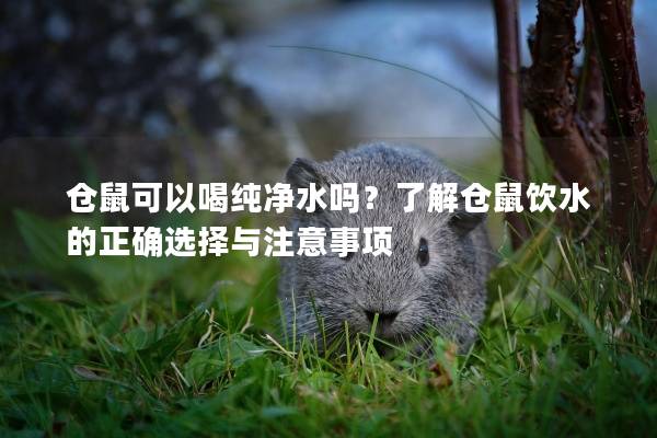 仓鼠可以喝纯净水吗？了解仓鼠饮水的正确选择与注意事项