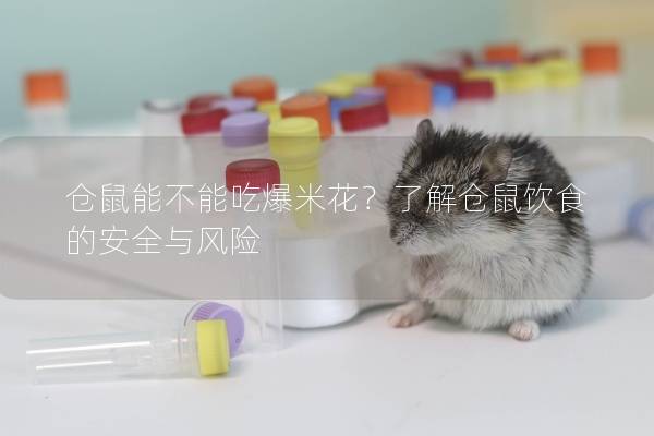 仓鼠能不能吃爆米花？了解仓鼠饮食的安全与风险