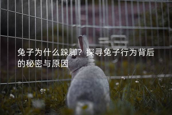 兔子为什么跺脚？探寻兔子行为背后的秘密与原因