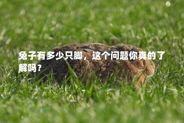 兔子有多少只脚，这个问题你真的了解吗？