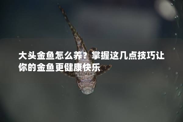 大头金鱼怎么养？掌握这几点技巧让你的金鱼更健康快乐