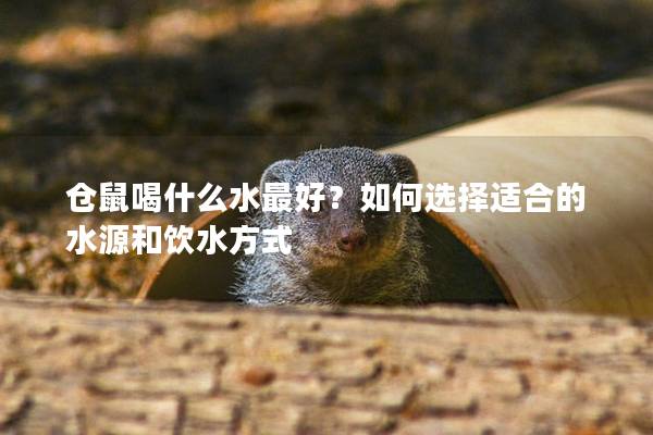 仓鼠喝什么水最好？如何选择适合的水源和饮水方式
