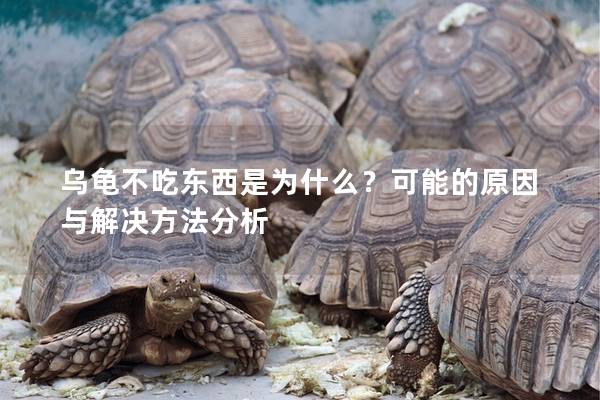 乌龟不吃东西是为什么？可能的原因与解决方法分析