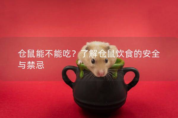仓鼠能不能吃？了解仓鼠饮食的安全与禁忌