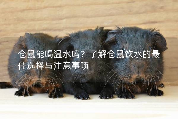 仓鼠能喝温水吗？了解仓鼠饮水的最佳选择与注意事项