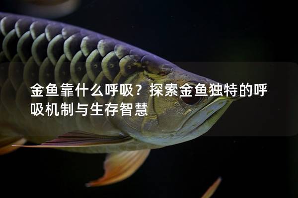金鱼靠什么呼吸？探索金鱼独特的呼吸机制与生存智慧