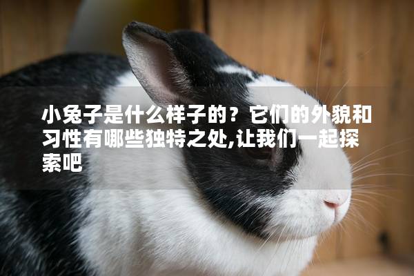小兔子是什么样子的？它们的外貌和习性有哪些独特之处,让我们一起探索吧