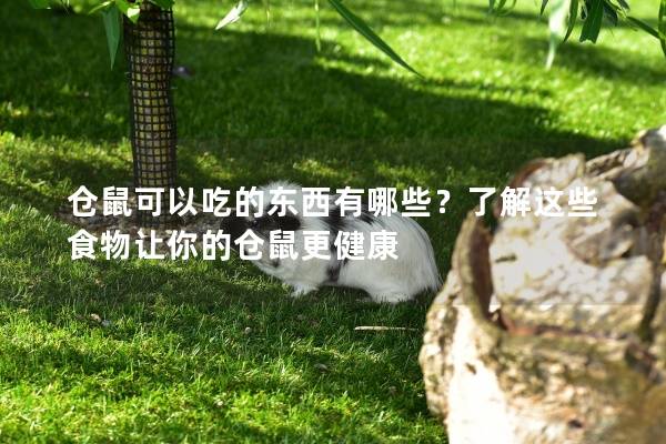 仓鼠可以吃的东西有哪些？了解这些食物让你的仓鼠更健康