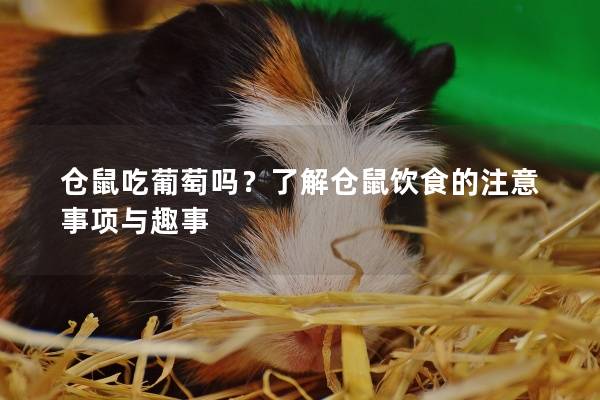 仓鼠吃葡萄吗？了解仓鼠饮食的注意事项与趣事