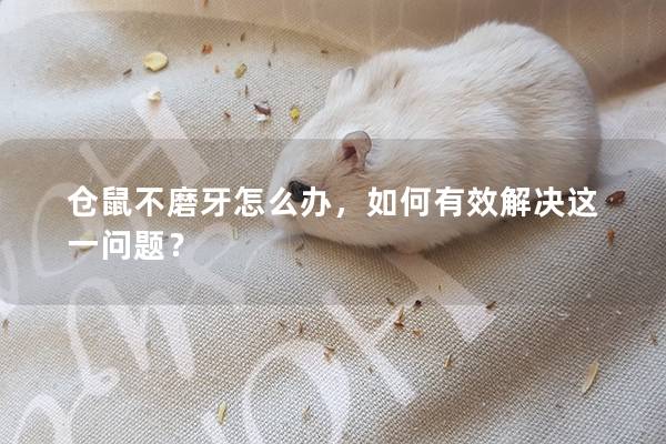 仓鼠不磨牙怎么办，如何有效解决这一问题？