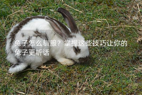 兔子怎么驯服？掌握这些技巧让你的兔子更听话