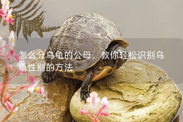 怎么分乌龟的公母，教你轻松识别乌龟性别的方法