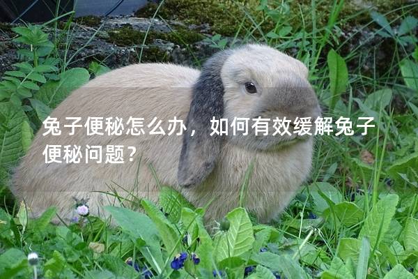 兔子便秘怎么办，如何有效缓解兔子便秘问题？