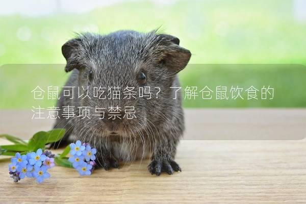 仓鼠可以吃猫条吗？了解仓鼠饮食的注意事项与禁忌