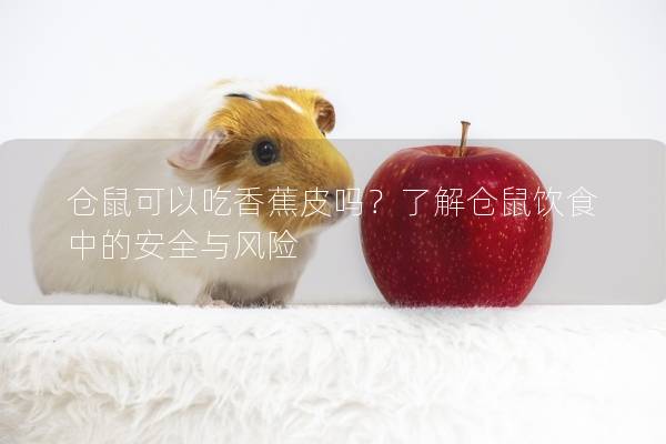 仓鼠可以吃香蕉皮吗？了解仓鼠饮食中的安全与风险