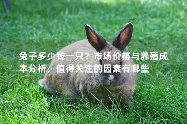 兔子多少钱一只？市场价格与养殖成本分析，值得关注的因素有哪些