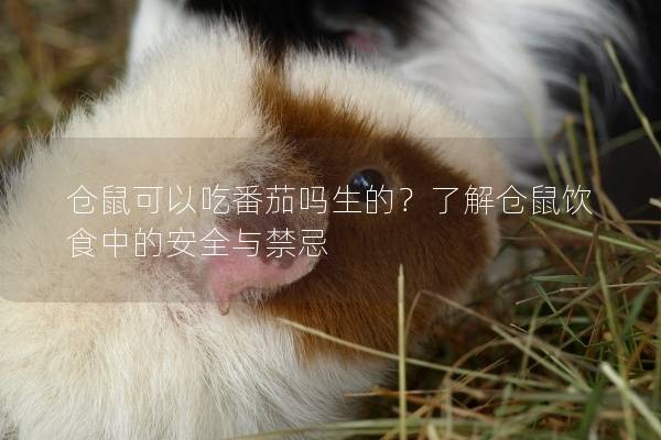 仓鼠可以吃番茄吗生的？了解仓鼠饮食中的安全与禁忌