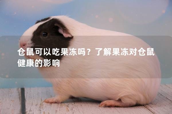 仓鼠可以吃果冻吗？了解果冻对仓鼠健康的影响