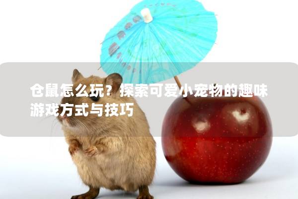 仓鼠怎么玩？探索可爱小宠物的趣味游戏方式与技巧