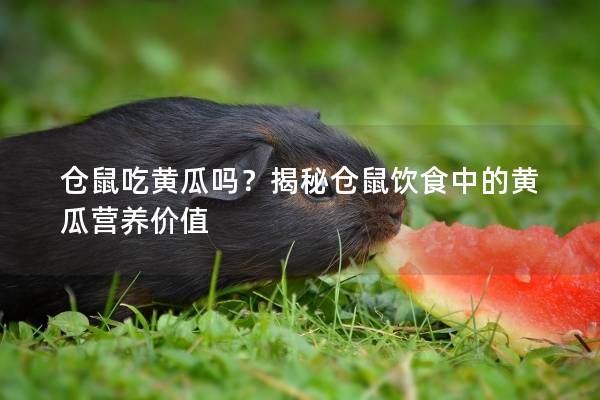 仓鼠吃黄瓜吗？揭秘仓鼠饮食中的黄瓜营养价值