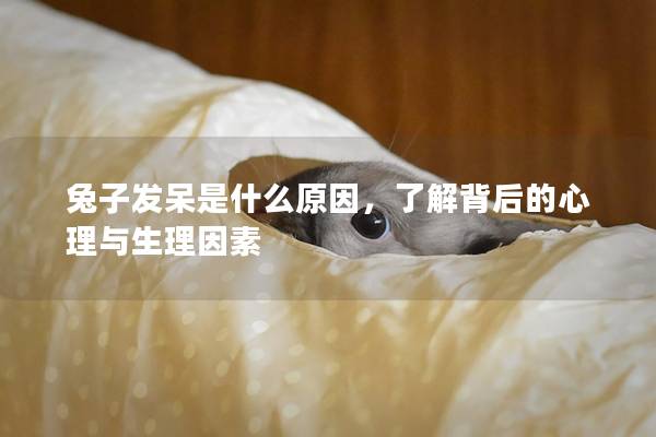 兔子发呆是什么原因，了解背后的心理与生理因素