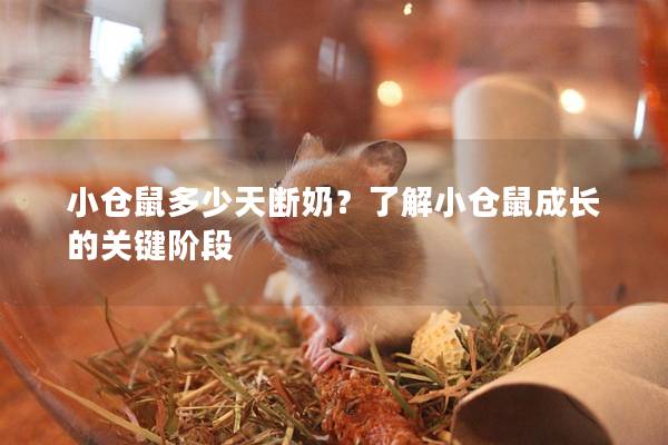 小仓鼠多少天断奶？了解小仓鼠成长的关键阶段