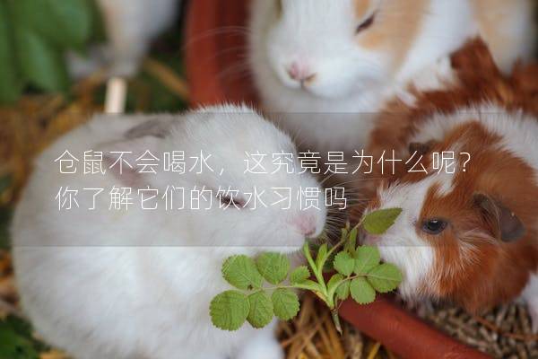 仓鼠不会喝水，这究竟是为什么呢？你了解它们的饮水习惯吗
