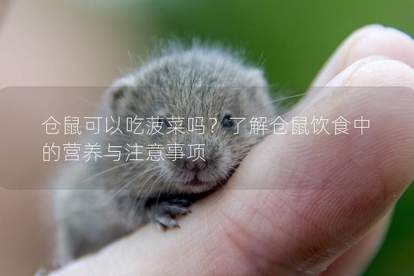 仓鼠可以吃菠菜吗？了解仓鼠饮食中的营养与注意事项