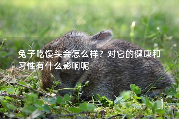兔子吃馒头会怎么样？对它的健康和习性有什么影响呢