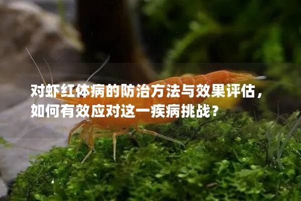 对虾红体病的防治方法与效果评估，如何有效应对这一疾病挑战？