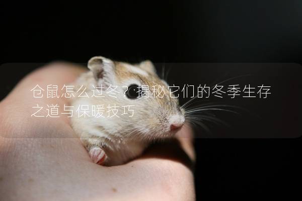 仓鼠怎么过冬？揭秘它们的冬季生存之道与保暖技巧