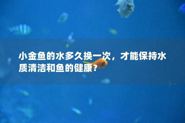 小金鱼的水多久换一次，才能保持水质清洁和鱼的健康？