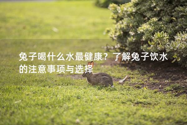 兔子喝什么水最健康？了解兔子饮水的注意事项与选择