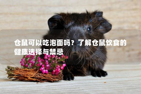仓鼠可以吃泡面吗？了解仓鼠饮食的健康选择与禁忌