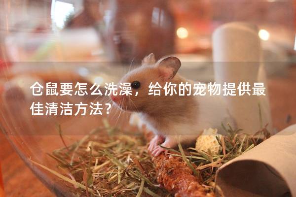 仓鼠要怎么洗澡，给你的宠物提供最佳清洁方法？