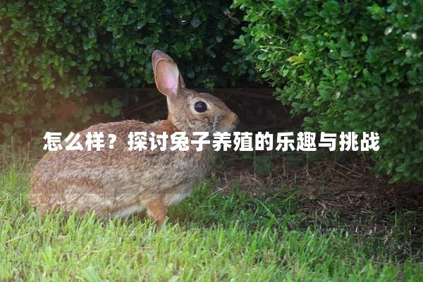 怎么样？探讨兔子养殖的乐趣与挑战