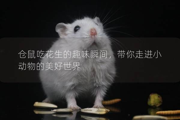 仓鼠吃花生的趣味瞬间，带你走进小动物的美好世界