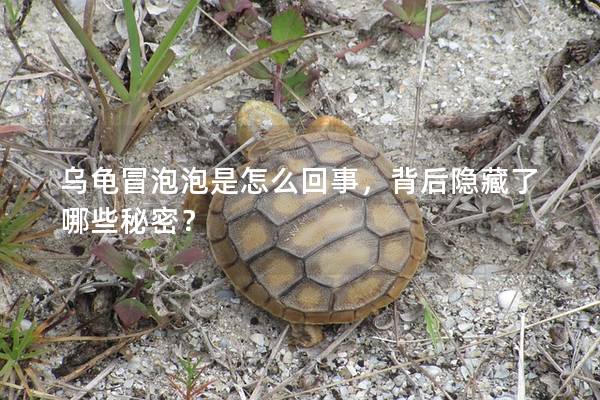乌龟冒泡泡是怎么回事，背后隐藏了哪些秘密？