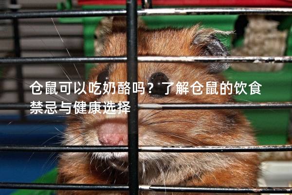仓鼠可以吃奶酪吗？了解仓鼠的饮食禁忌与健康选择