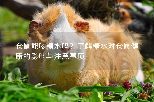 仓鼠能喝糖水吗？了解糖水对仓鼠健康的影响与注意事项