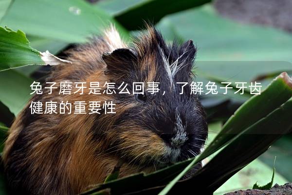 兔子磨牙是怎么回事，了解兔子牙齿健康的重要性