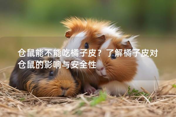 仓鼠能不能吃橘子皮？了解橘子皮对仓鼠的影响与安全性